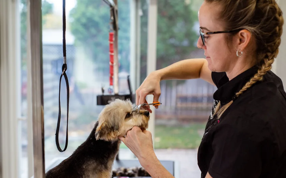Köpeğin tüylerini özenle kesen bakım uzmanı